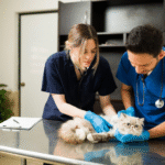 Pamper Your Furry Friend: 5 Essential Grooming Tips in 2026